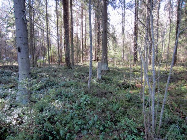 rönsyleinikki. Luontotyyppiä kuviolla edustaa kosteammilla paikoilla kostea lehto ja kuivemmilla aloilla tuore lehto. Kuvio 3 Osin soistuneen tuoreen kankaan metsikössä pääpuulaji on varttunut kuusi.