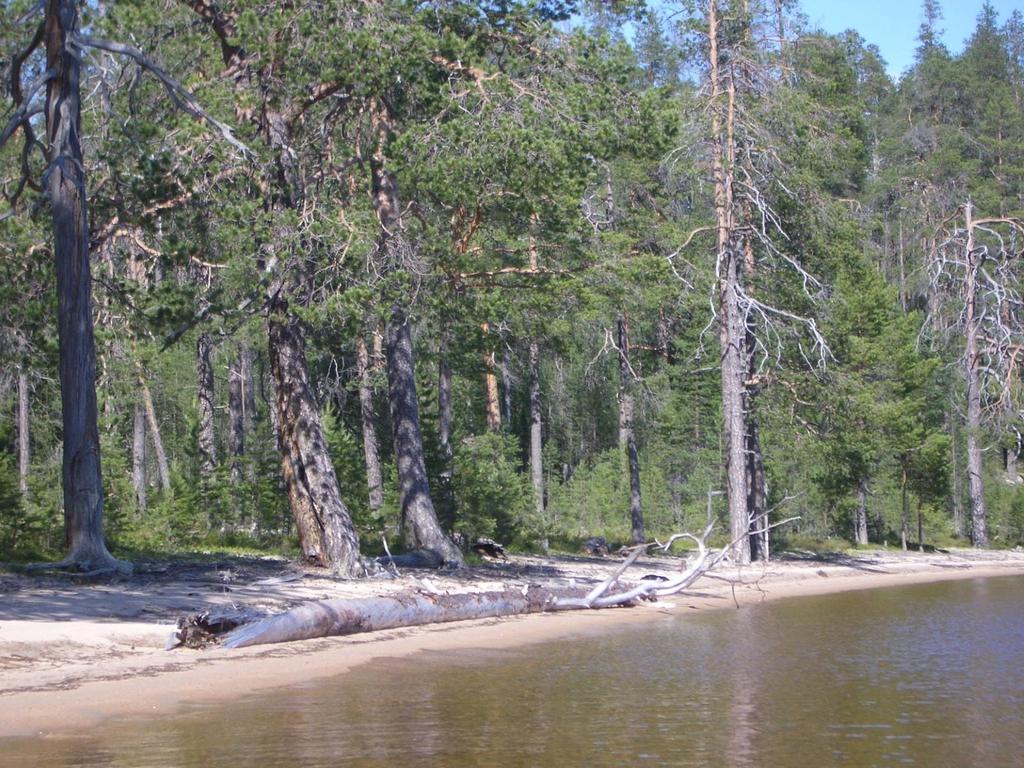 Suomalaisuuden alkuperä, mitä geenit kertovat?