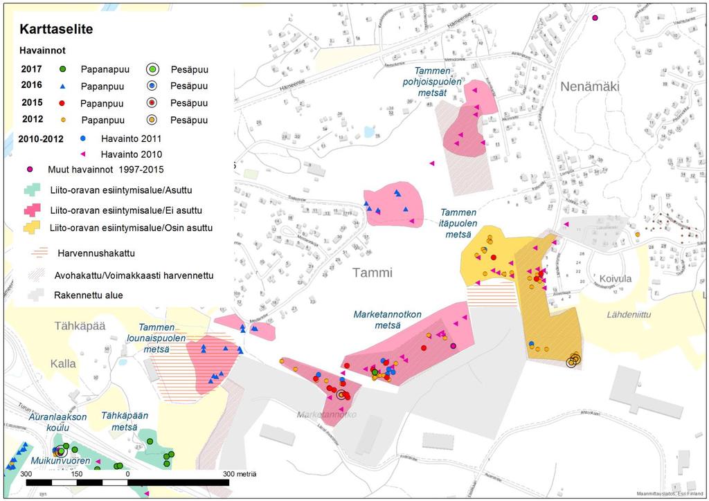 12 9. Marketannotkon metsä Tammen kallioalueen kaakkoispuolella oleva Marketannotkon metsästä on havaintoja vuodesta 2008 alkaen.