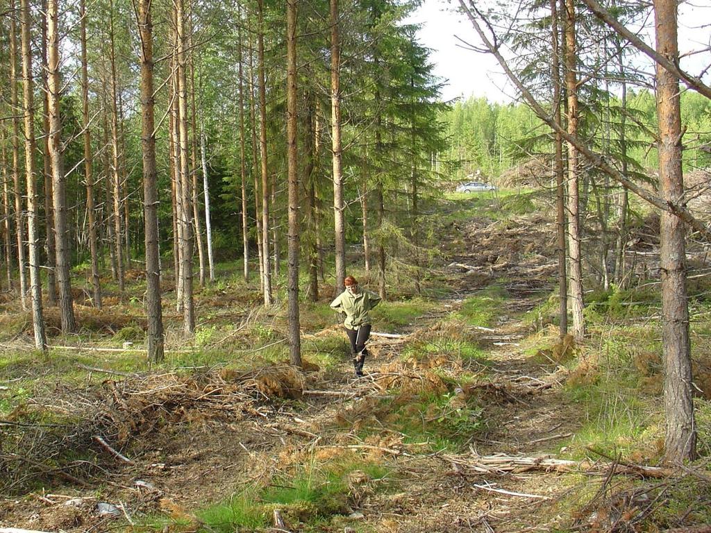 Metsävarojen kestävän käytön tulevaisuus Puunkäytön kasvuennusteet-