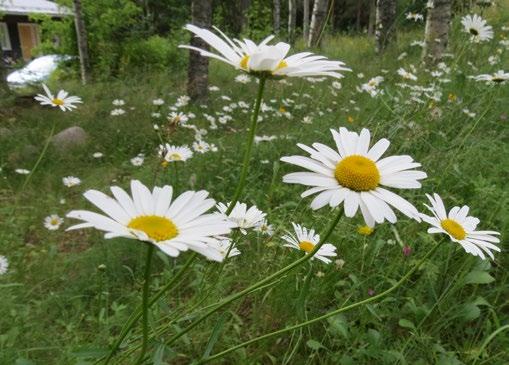 Näiden tarjontaa voidaan lisätä yksinkertaisilla toimenpiteillä. Suomesta on tunnistettu yli sataviisikymmentä koloissa pesivää pistiäislajia.