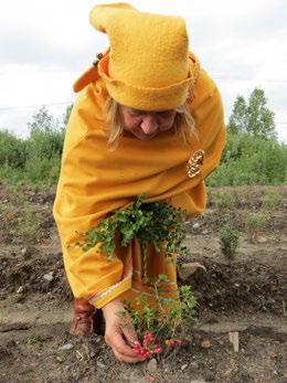 Suurimarjaisilla lajikkeilla saa näyttävyyttä ruoka-annoksiin. Metsämaalla puolukka tuottaa noin 20 40 kiloa hehtaarille. Viljeltynä puolukan hehtaarisadot voivat nousta useisiin tuhansiin kiloihin.