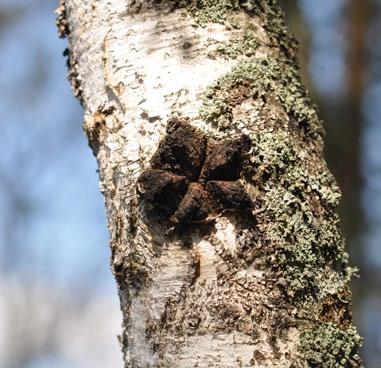 Vuosikymmenen sisällä polun varrelle ilmestyy pakurikääpää, kuusilahokkaa, lakkakääpää, koivuvinokasta, talvijuurekasta ja pökkelökääpää. Nämä lajit sopivat sekä ruokasieniksi että ravintolisiksi.