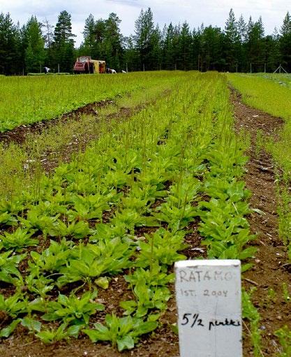 piennarpoimulehti rantaminttu rohtovirmajuuri siankärsämö sianpuolukka tunturipoimulehti voitonlaukka vuohenputki vuorenkilpi väinönputki LUONNON- KASVEISTA ELINVOIMAA JA KAUNEUTTA Suomessa esiintyy