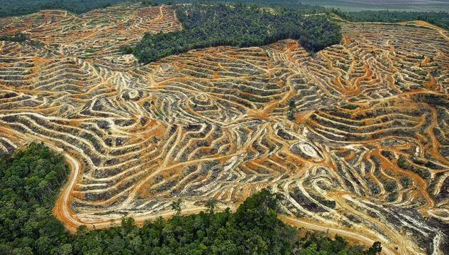 1. Metsäkato kiihdyttää ilmastonmuutosta Palmuöljyn kasvava kysyntä johtaa hallitsemattomaan viljelyalueeen kasvuun Kaakkois-Aasian sademetsäaluieilla.