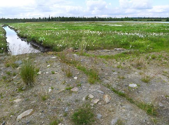 7 Kuva 6. Oja sekä taustalla vedellä täyttynyt koelouhos. Oikealla mesotrofista rimpinevaa sekä mesotrofista kalvakkanevaa (velttosaran kasvupaikka). 3.6 Kohde 6.