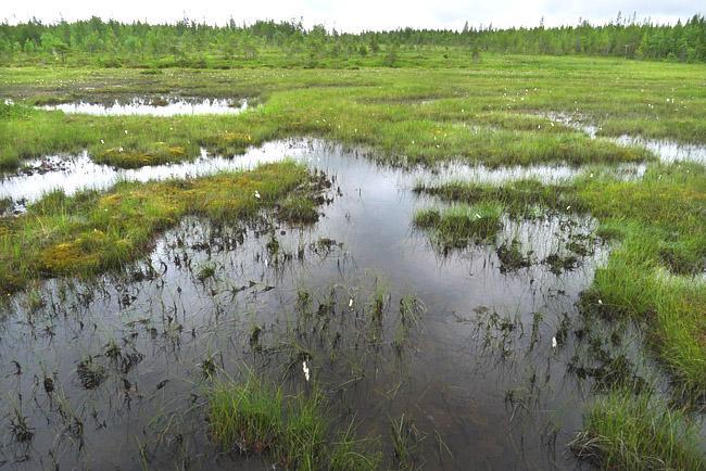 8 Kuva 7. Vetinen rimpisuo sekä taustalla rinnesuo. Osassa suon luoteisosan rinnesuon allikoissa kasvaa suomenlummetta. 3.7 Kohde 7.