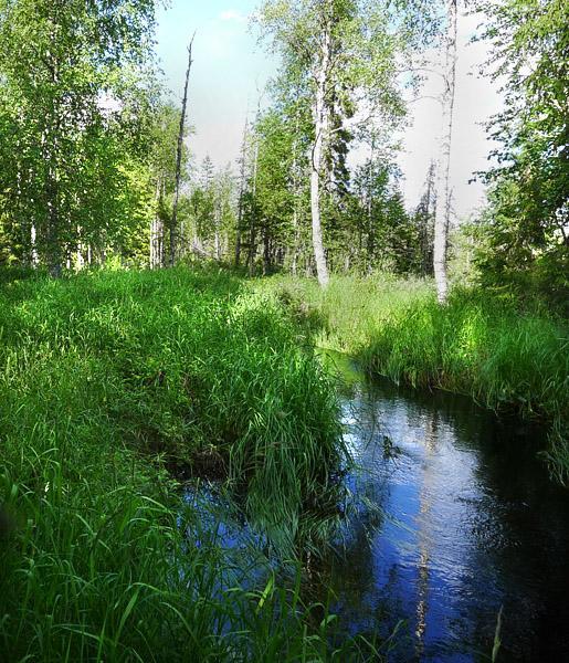 Muutoin lahopuuta oli melko niukasti mikä viittaa alueen metsätalouskäyttöön.