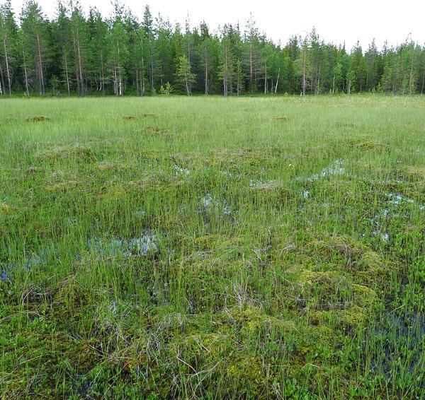 Pohjoinen suo on pääosin Sphagnum-rimpinevaa (OlSphRiN) sekä suursaranevaa (SN), joka on ojitusalueiden vaikutuksesta reunoiltaan rahkoittunut.