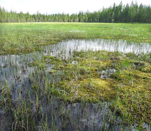 Suoaluetta ympäröivät metsät ovat metsätalouskäytössä. Kuva 14. Rimpinevaa esiintyy sekä pohjoisella että eteläisellä (vasemmalla) avosuoalueella. 3.