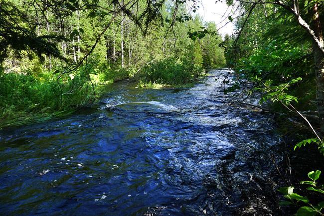 14 ovat osittain ojitettuja. Puuston päälajina on vaihtelevasti kuusta, mäntyä tai hieskoivua. Usein tavattiin myös sekapuustoisia metsäosia.