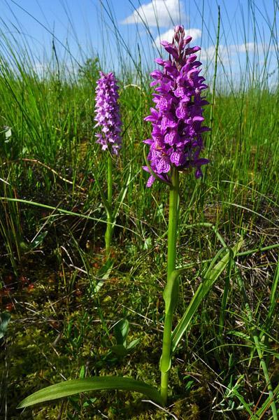 Suon keskiosassa tavataan oligotrofista Sphagnum-rimpinevaa (OlSphRiN) ja oligotrofista suursaranevaa (OlSN).