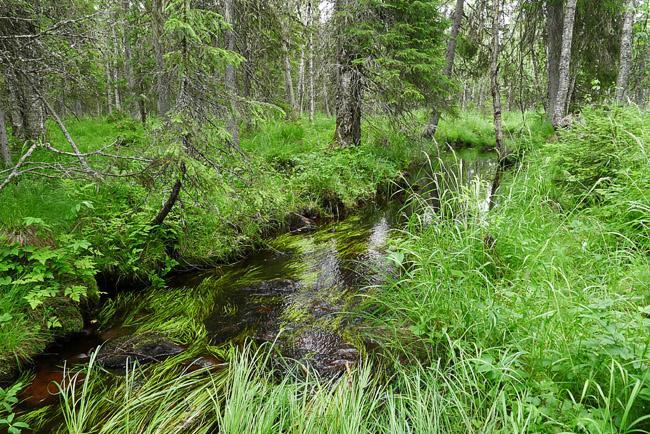 5 Pohjoisen Tavilammen tuntumassa puron varren kasvillisuus ei ole luonnontilaista.