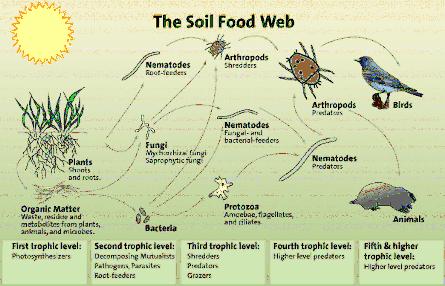 The Soil Food Web : maan ravintoverkko Kasvit ruokkivat