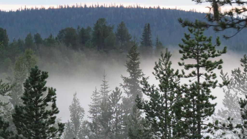 Uusiutuva luonnonvara omasta metsästä Puurakentamista edistetään energia- ja ilmastostrategian toimien mukaisesti Lisätään Suomen metsiin sitoutuneen hiilen varastointia edistämällä puun käyttöä