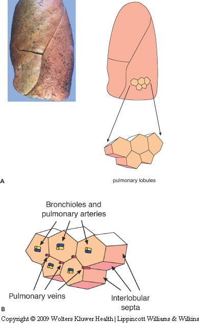 Sekundäärinen keuhkolobulus Interlobulaariseptojen reunustama yksikkö, jonka keskellä kulkevat bronkioli ja valtimo, reunoilla