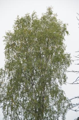 Tärkeimmät tutkimustulokset vuosien