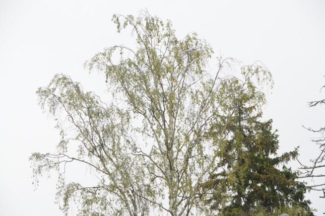 alueen signaalin, on kyseessä kuva tai