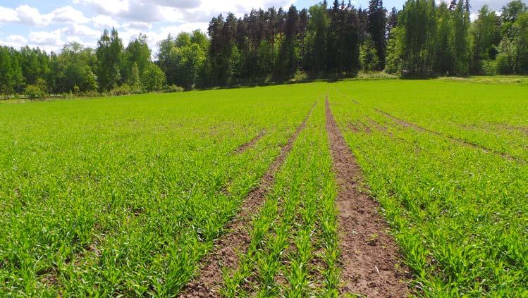 11 Kuva 8. Ohrapelto 6.6.2017. Kasvuaste on 14. Kuva on otettu silmien korkeudelta. Pientä poikkeamaa kasvustossa havaittavissa lähialueella, mutta muutoin kasvusto näyttää tasaiselta (Rekola, 2017).