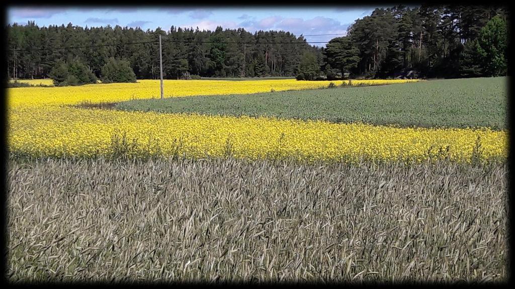 Monipuolisen viljelykierron mahdollisuudet maan