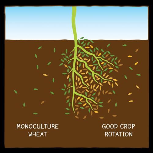 Monipuolinen viljelykierto on hyväksi peltomaalle Kasvintähteiden koostumus ja määrä vaihtelevat ravintoa eri tyyppisille maan mikrobeille Juurien määrä ja juuristorakenne erilainen