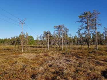 72 Ympäristövaikutusten arviointiohjelma 5.10.2 Eläimistö Hankealueen eläimistö koostuu enimmäkseen metsätalousvaltaisille alueille tavanomaisesta nisäkäslajistosta.