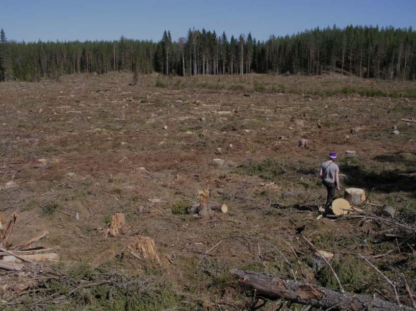Metsänkasvatuksesta ilman avohakkuita ei kerrota