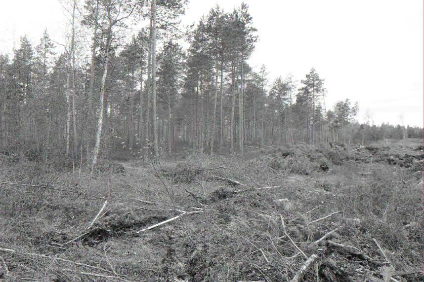 7 Kuva 5. Isovarpurämettä, jolle oja kaksi vuotta sitten on kaivettu. Kuva: Jari Venetvaara 18.5.2016. 4 JOHTOPÄÄTÖKSET Viitasammakolle ei ole sopivaa elinympäristöä pyrolyysilaitoksen hankealueella.