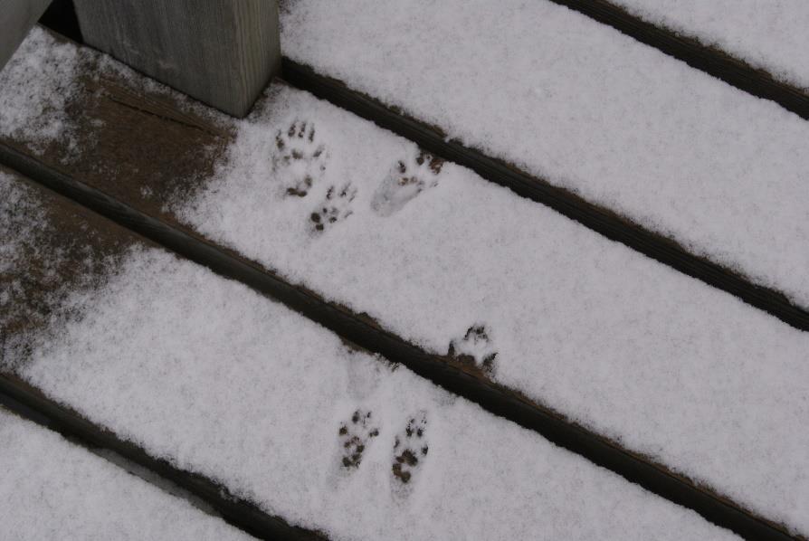 Näätä Majava Orava Ilves