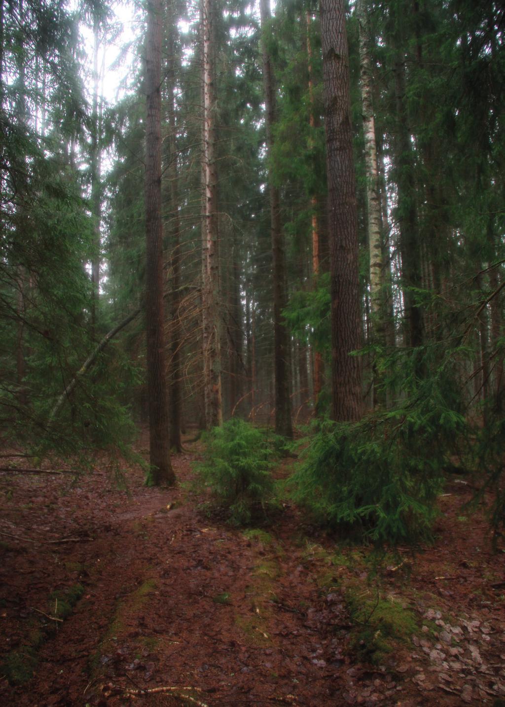 Suomen Luontotieto Oy Osa alueen varttuneista metsäkuvioista on hyvin tiheitä eikä liito-orava viihdy liian tiheissä sekametsissä.