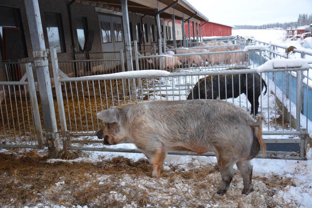 Rodut ja tiineytys - Eläinaines on Finnpigin Topigs Norsvinin jalostusorganisaatiosta - Emakot ovat