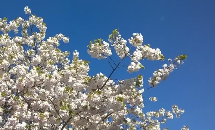 Istutusalueiden selkeä rajaus ja integroidut rakenteet, kuten istuskelupenkit, korostavat istutusten kokonaismuotoa kasvillisuudesta riippumatta.