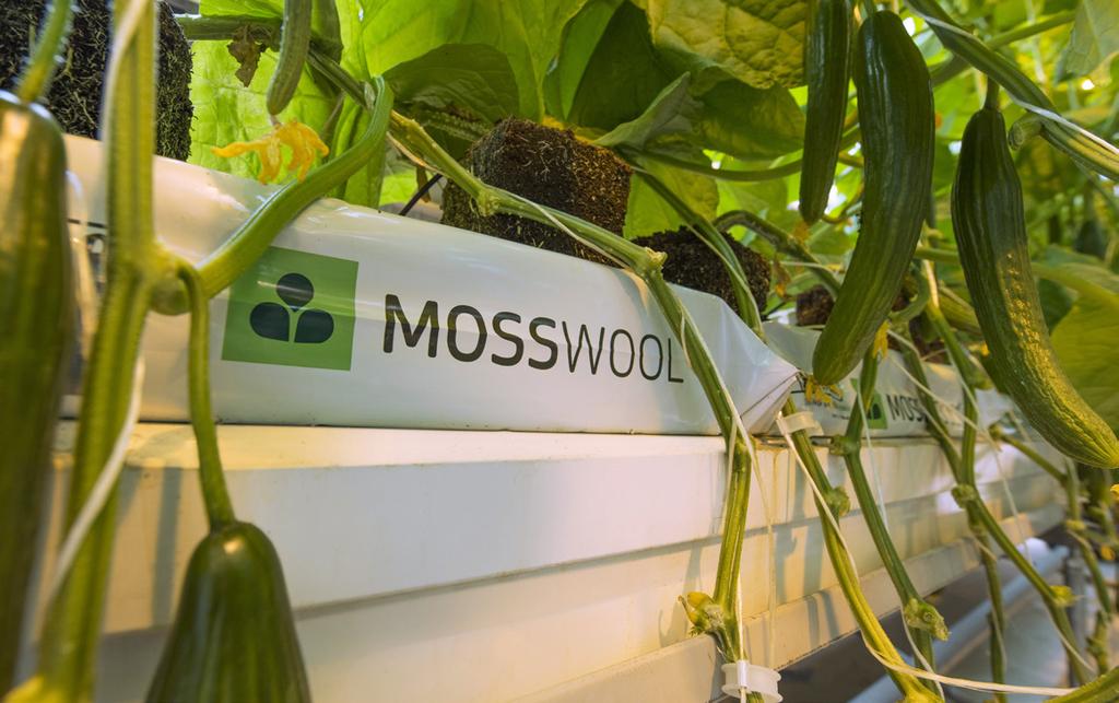 Mosswool-levyt valmistetaan patentoidulla valmistusmenetelmällä rahkasammaleesta ja kasvuturpeesta.