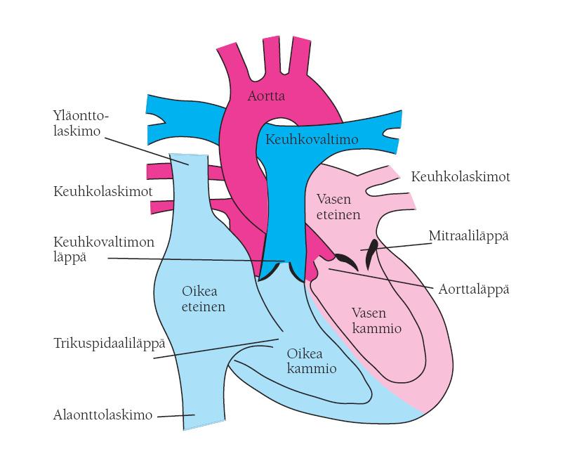 4 Normaalirakenteinen sydän (syntymän jälkeen), jossa vähähappinen laskimoveri ja hapekas valtimoveri kiertävät sekoittumatta keskenään.