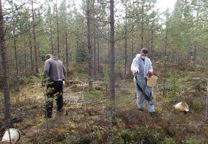 Koeasetelma Viisi käsittelyä: 1. Biohiili 500 C, 0.5 kg m -2 (5 t/ha) 2. Biohiili 500 C, 1.0 kg m -2 (10 t/ha) 3. Biohiili 650 C, 0.5 kg m -2 (5 t/ha) 4.