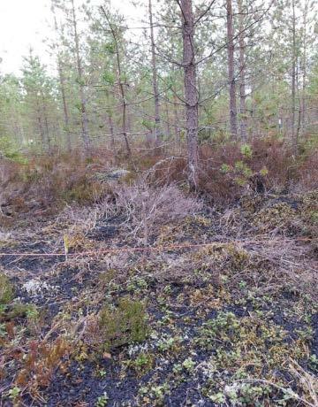 Biohiili metsässä Biohiili voi lisätä maan ph:ta, kationinvaihtokapasiteettia, vedenpidätyskykyä ja mikrobiaktiivisuutta.