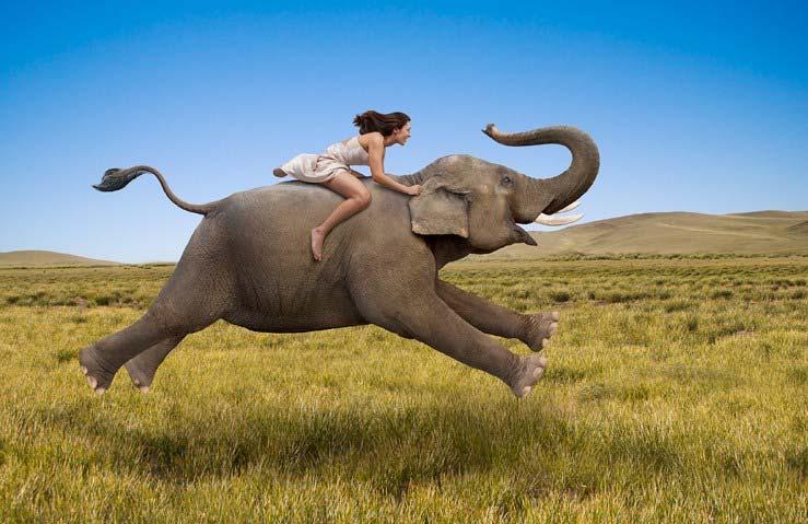 Kuinka elefantti pysäytetään?