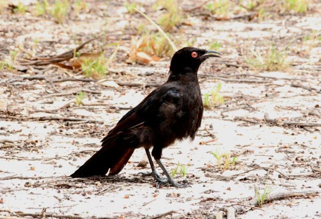 Tulotien varren lammella laulelee australianrastaskerttunen ja jokin rantakana ääntelee rantaruohostossa kot, kot.