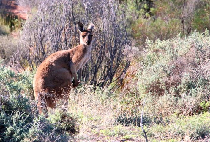 Aamulla eukalyptusten keltanokkamesikot tervehtivät, kun ajamme aamutoimien jälkeen Red Cliff lookoutille aamupuurolle ja kahville.
