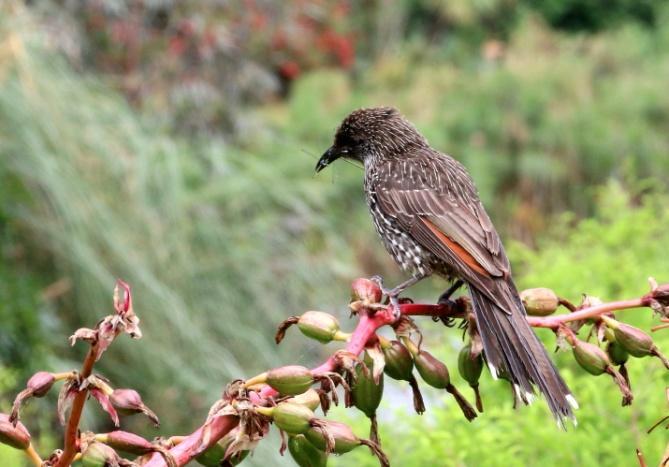 Pikku- ja punahelttamesikko Royal Botanic Garden, Melbourne. Sateenkaariluri ja idänkoukkukakadu, Royal Botanic Garden, Melbourne. 4.12. maanantai. Aamiaisen aterioimme vielä Travelodgessa.