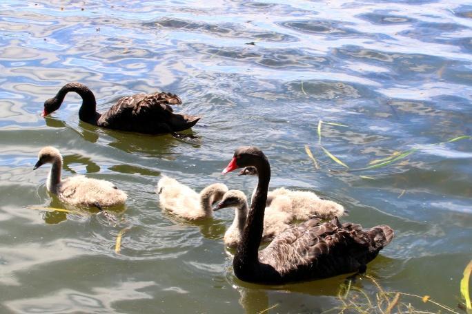 Nimistönä käytän kirjoitushetken BirdLife Suomen sivuilla olevaa nimistöä, mutta joidenkin lajien kohdalla viittaan IOC:n Bird Listiin.