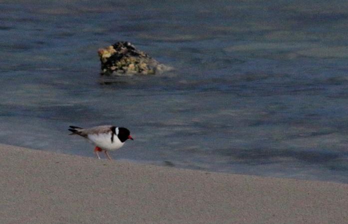 Samaan aikaan suuri australianpelikaaniparvi kiertelee Swan Bayn suunnalla. Suuntaamme ajon Point Addisille. Saavumme avoimelle niemelle keskipäivällä.