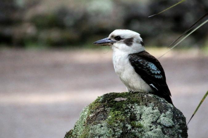 Mustakakadut huutelevat upeasti illalla. 6.12. Keskiviikko. Aamuvarhaisella lähden kävelemään ylämäkeen Allenvaleen. Mustakakadut huutelevat nytkin.