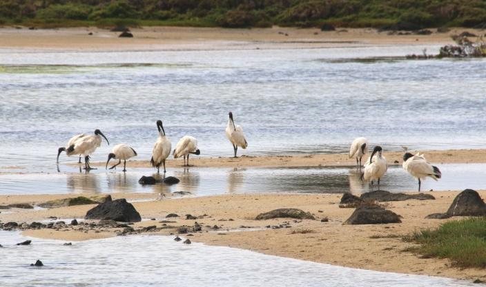 On pysyttävä poluilla, eikä saareen saa tuoda koiria. Australianhaarapääsky ja australianpyhäiibiksiä Griffith Islandilla.