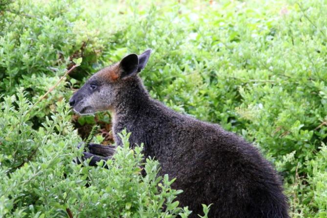 Sorsalinnut ovat lukuisia: mustajoutsenia 350, australiantaveja 800, australiansorsia 20, juovanaamasorsia 15 ja australiansuomutaveja 10.