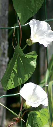 Tuntomerkit PITUUS: Suomessa kasvavat, alun perin pohjoisamerikkalaiset piiskut ovat monivuotisia ja nopeakasvuisia kasveja, jotka levittäytyvät tehokkaasti suikertavan juurakkonsa avulla.