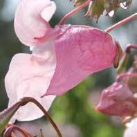 Jättipalsami Impatiens glandulifera Jättipalsamilla on kauniit suuret kukat, mutta se on helposti leviävä haitallinen vieraslaji. Se muodostaa tiheitä kasvustoja. Jättipalsami köyhdyttää luontoa.