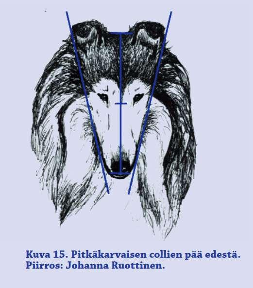 Kuva 21B [Suomalaiset pitkäkarvaiset colliet ovat pääasiassa rakennetyypiltään oikeita ja kohtuullisen hyvin tasapainossa. Koirat liikkuvat halukkaasti.