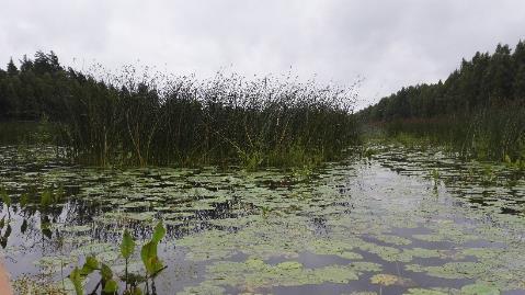 Kinnalanjärvi on Pitkäjärven tapaan melko voimakkaasti umpeenkasvanut, mutta jokiuoma virtaa kuitenkin järven läpi hieman selvemmin kuin Pitkäjärvessä (Kuva 9).