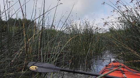 3.1.3. Alaosa (Saarnijärvi Eurajoensalmi) Saarnijärven ja Hautjärven välinen jokiosuus on kohtalaisen syvä, mutta järvikaislaa kasvaa paikoitellen hyvin runsaasti (Kuva 11).